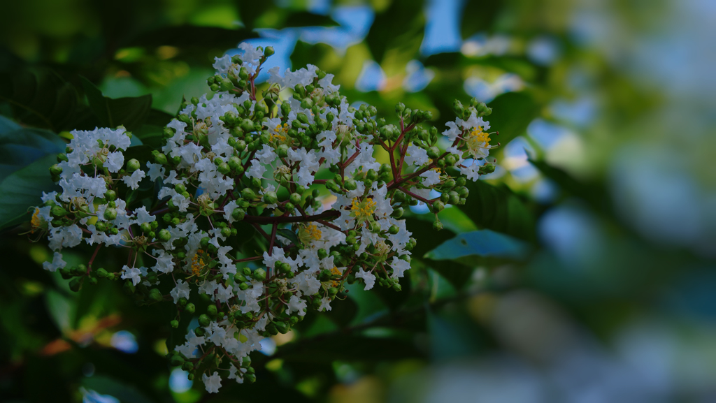 盛夏の花・３
