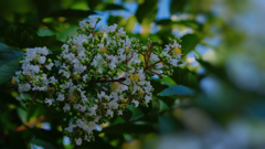 盛夏の花・３