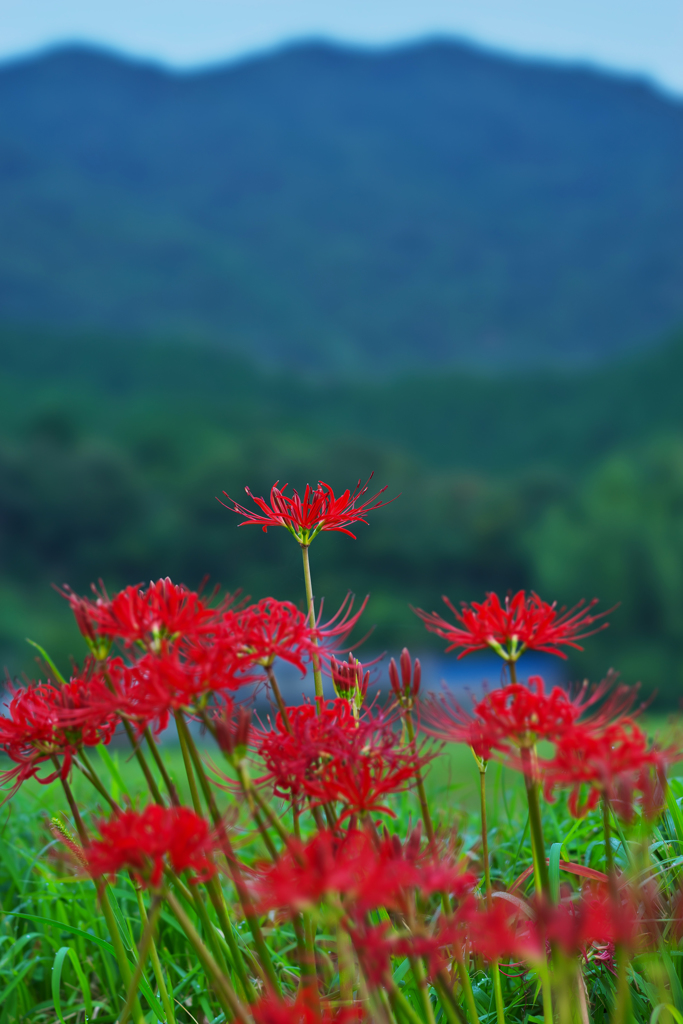 彼岸花・１６