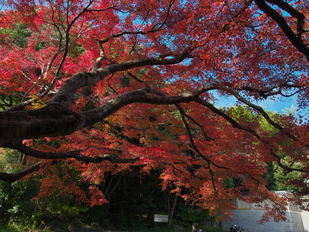 紅葉探索・８