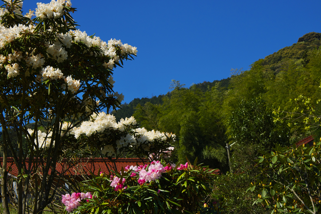石楠花の里・５
