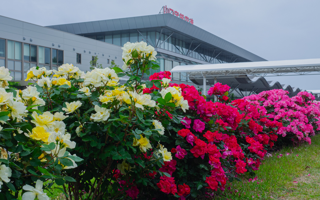 山口宇部空港のバラ・３