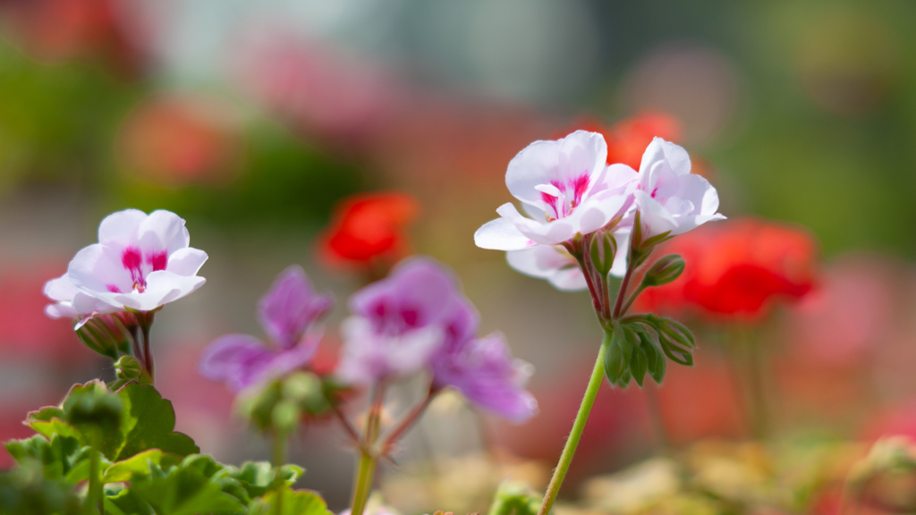 NIKON D700_花 習作・７