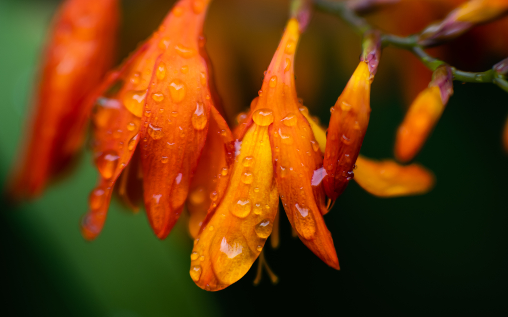 梅雨の花・５