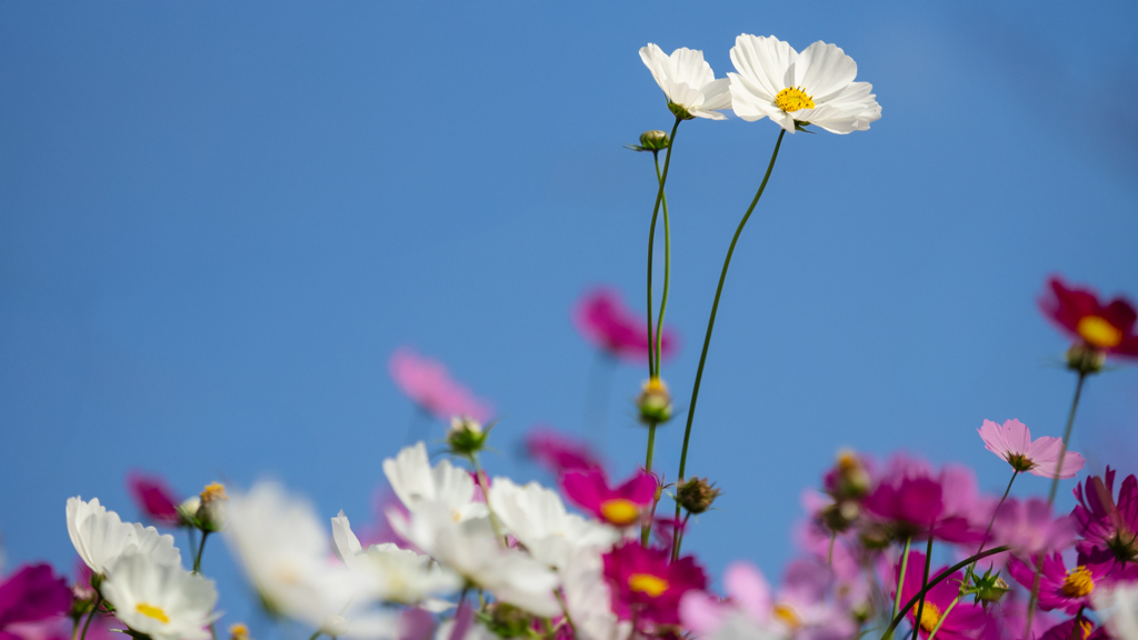秋　桜＿２７