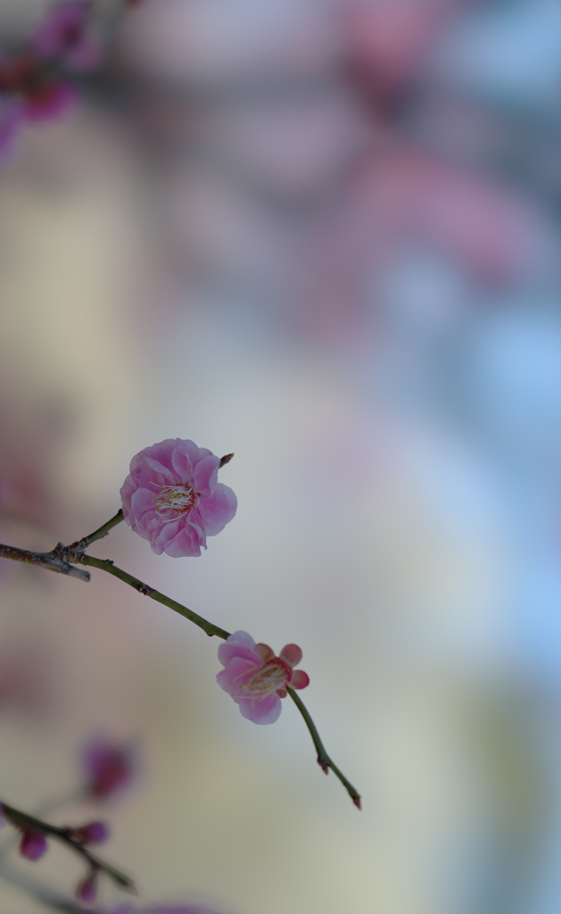 梅花３０＿２０