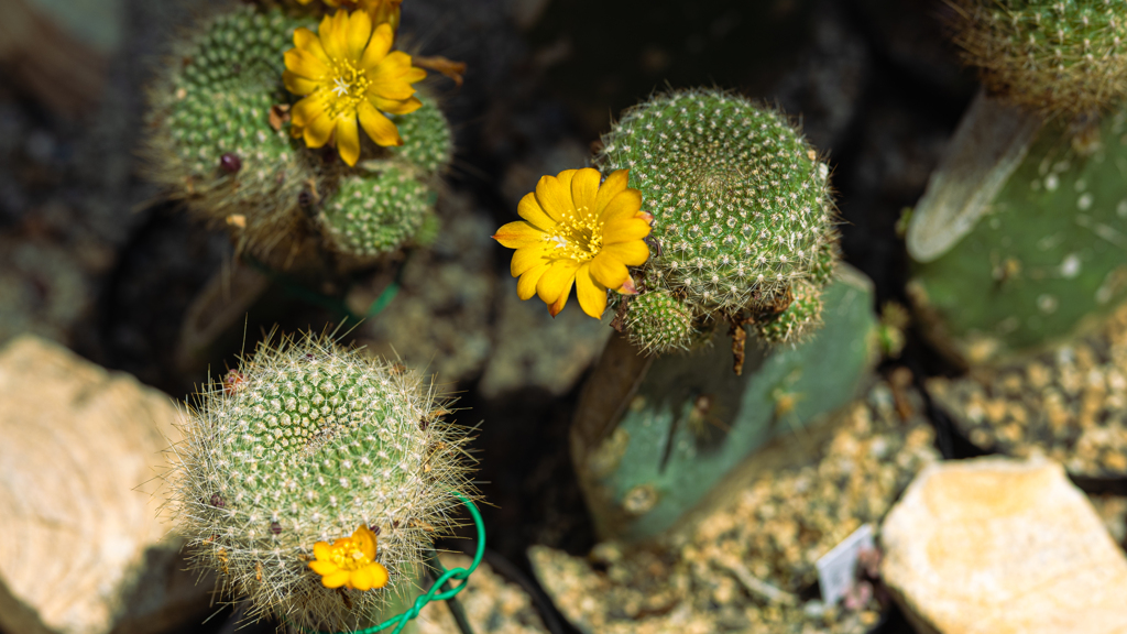 金　簪　丸（きんさんまる）