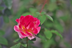秋薔薇・３０＿２