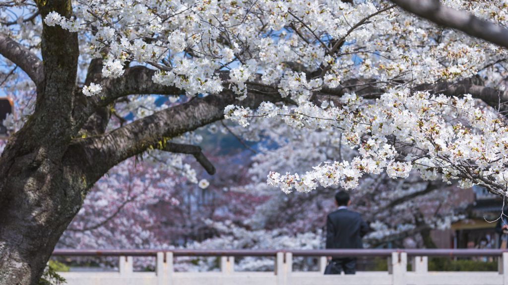一ノ坂川の桜・８