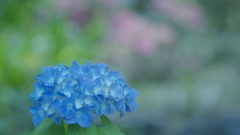 紫陽花３０＿１６