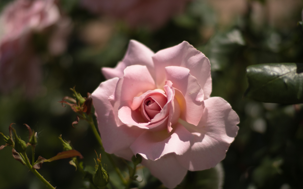 ピンク フレンチ レース