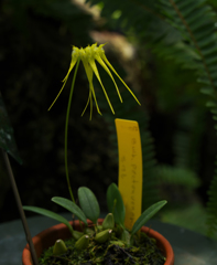 バルボフィラム　ペクテン ベネリス