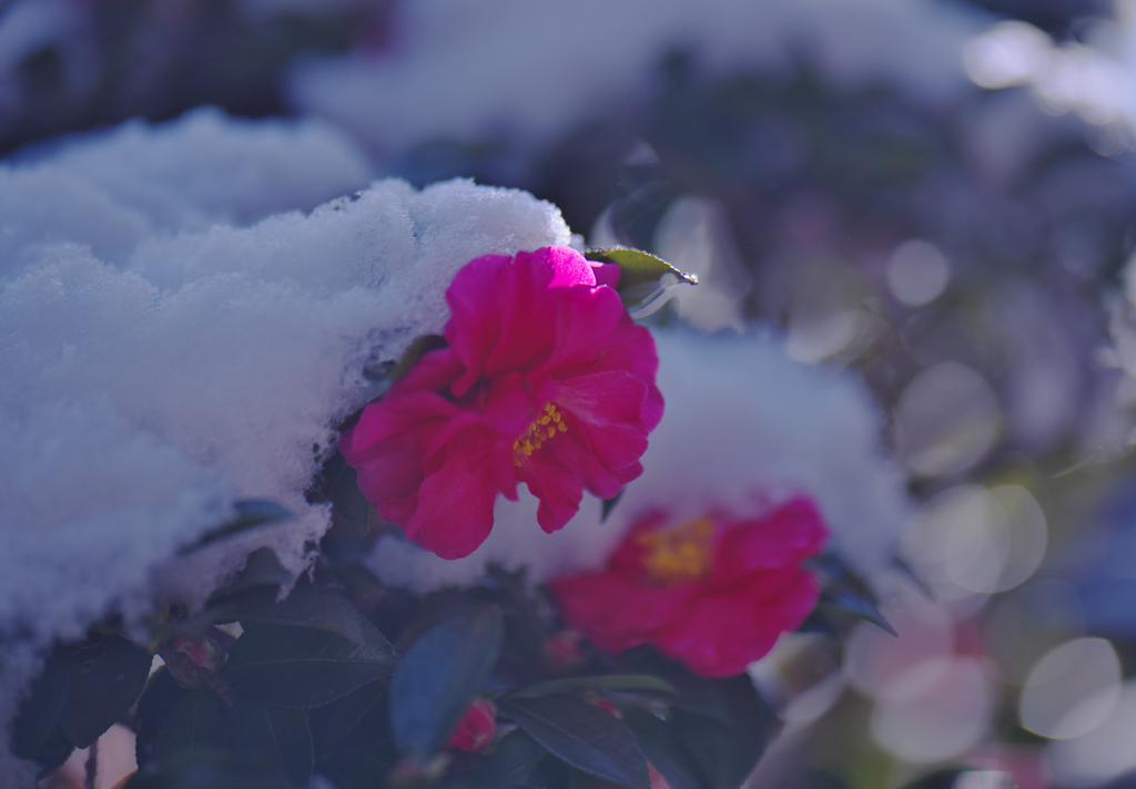 山茶花＿１１