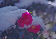 山茶花＿１１