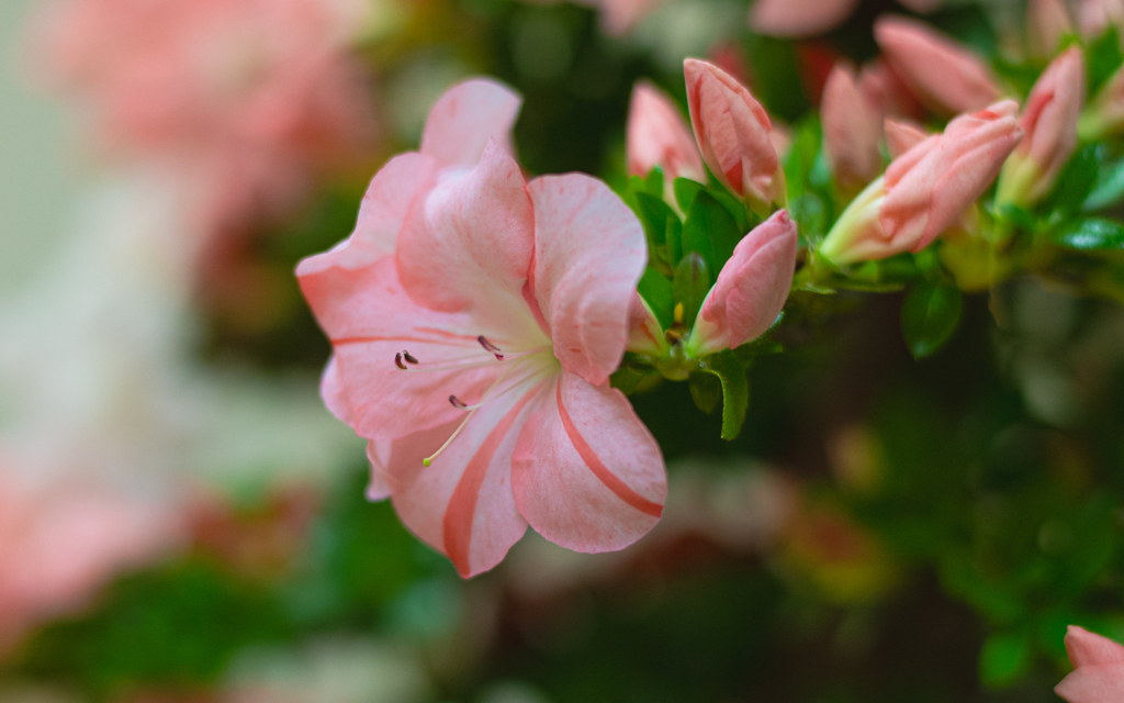 さつき・花柄４