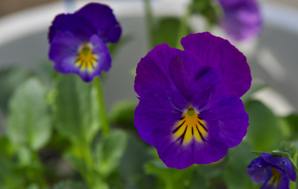 ライトブルー　イエローアイ小輪