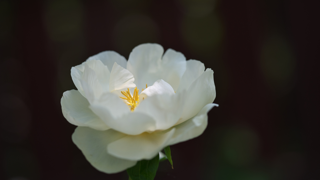 芍薬・１＿８