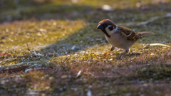公園の野鳥たち＿８
