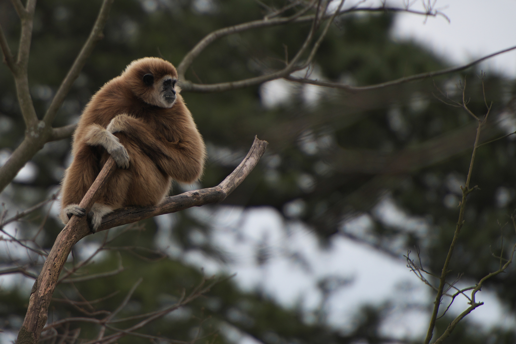 シロテナガザル・９