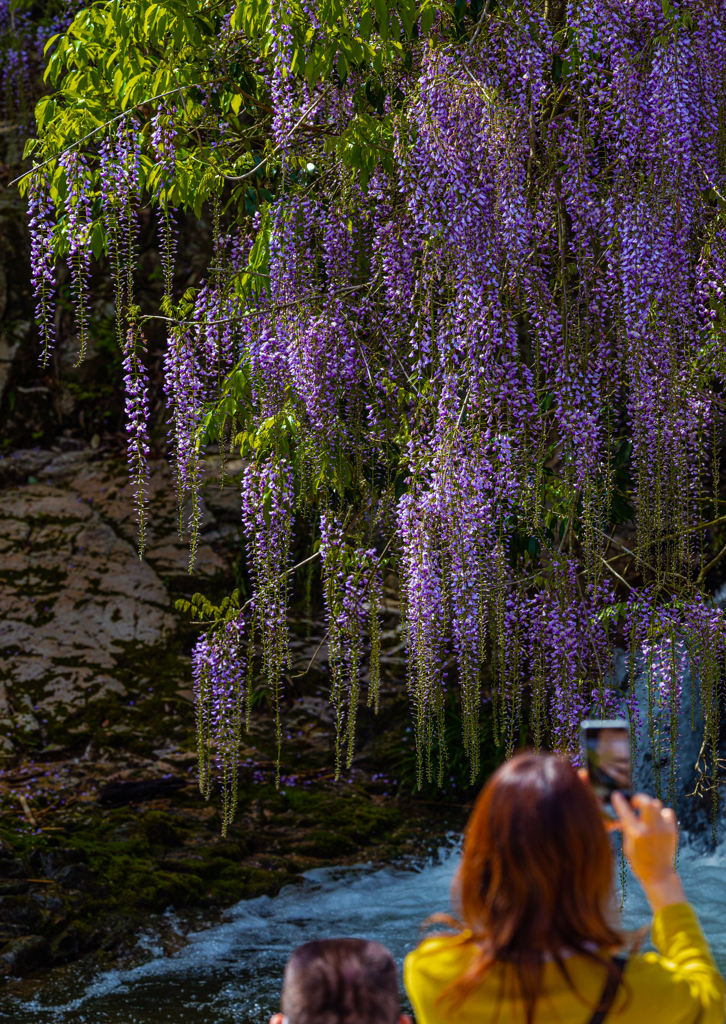 一貫野の藤＿１１