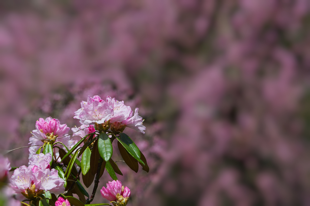 石楠花・３