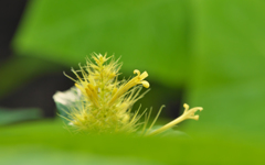 シャウエリア  カリコトリカ ２