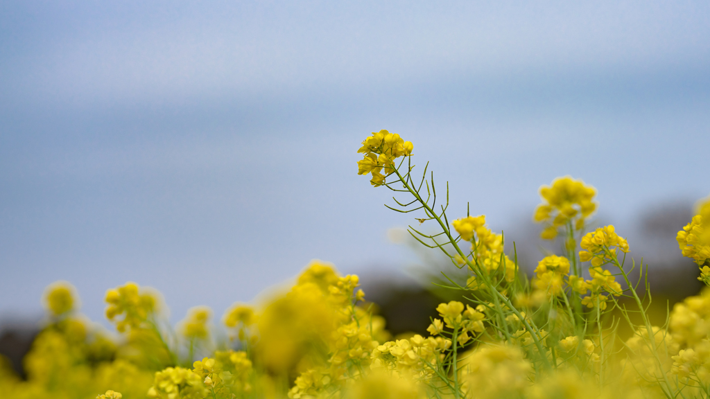 菜の花１＿２