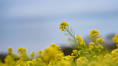 菜の花１＿２