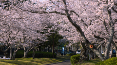 桜・維新公園５