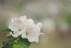 ケントの花・２
