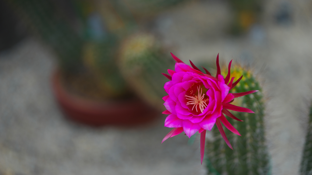 サボテンの花・３０