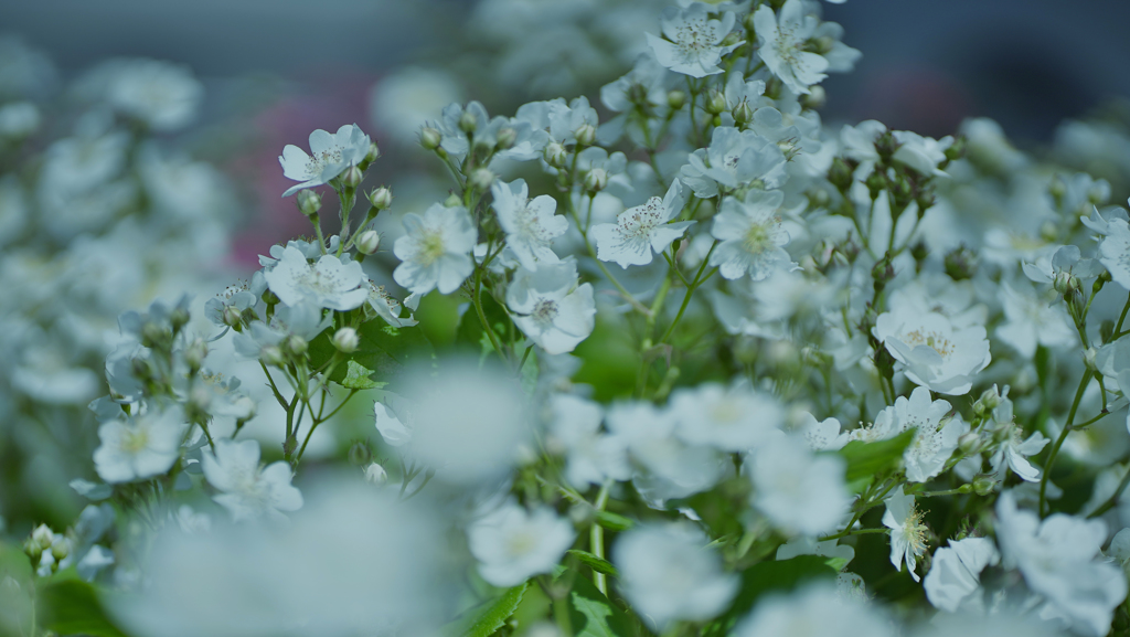 春バラ・３０＿３１