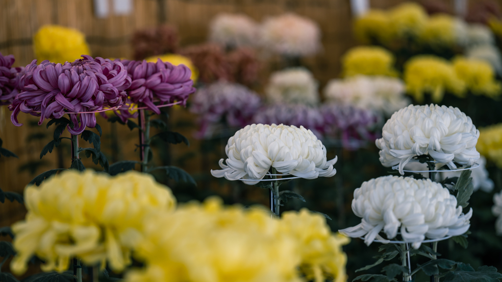 防府菊花展＿４