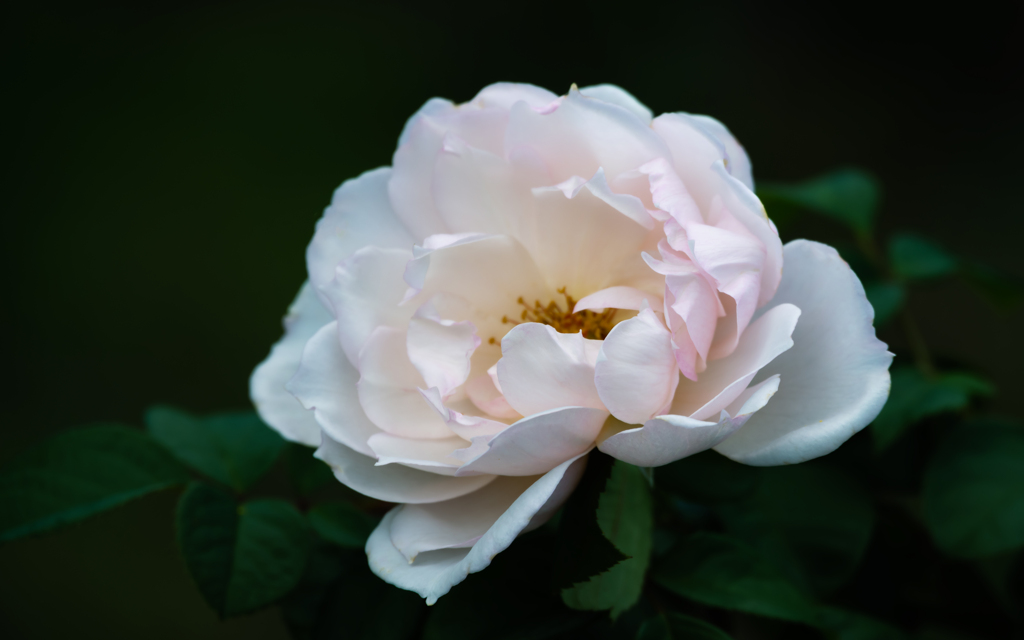 秋薔薇＿９