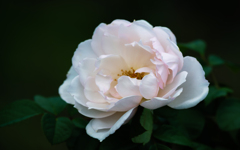 秋薔薇＿９