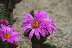 サボテンの花・３１＿１０