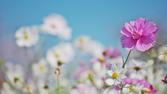 秋 桜・３０＿３