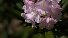 石楠花・１０