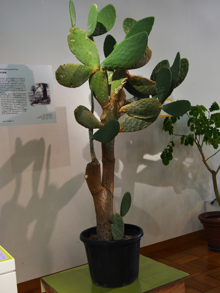 ウチワサボテン