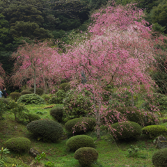 しだれ桜・５