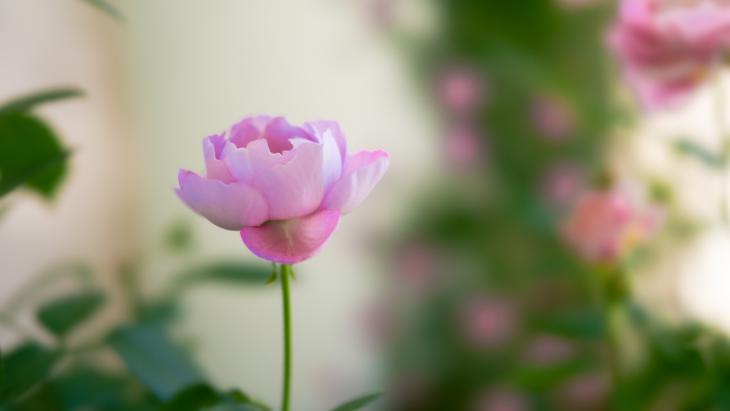 ブルドゥ　パルファム