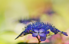 アジサイ・２６