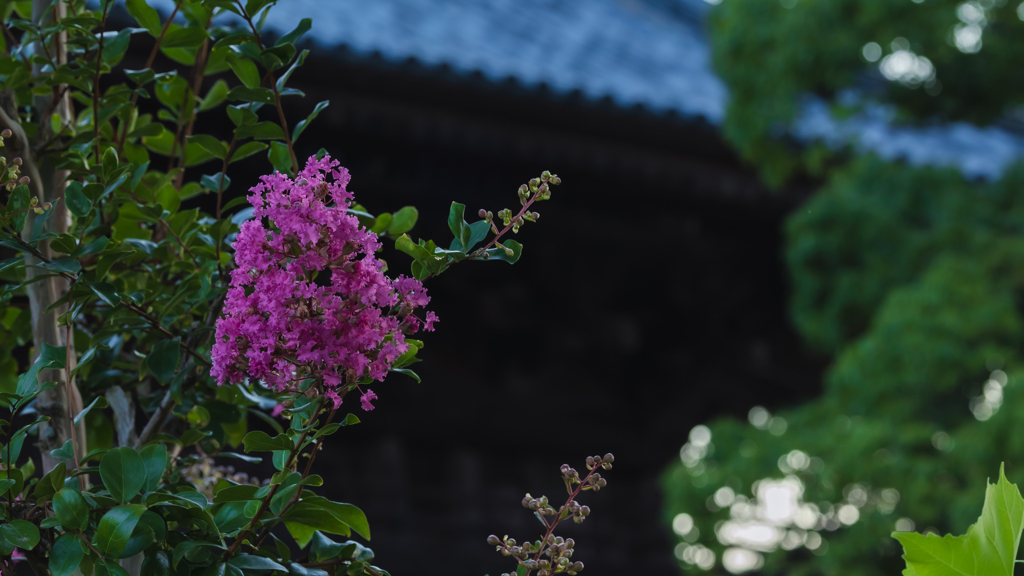 百日紅・３＿１