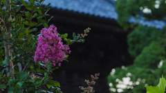 百日紅・３＿１