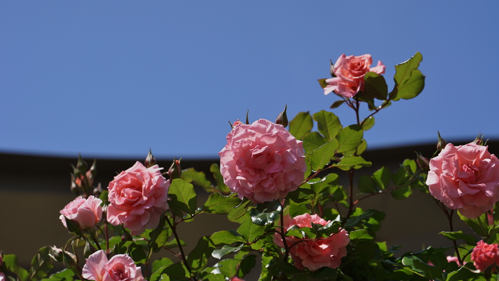 春バラ・３０＿４３