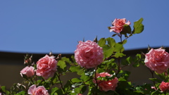春バラ・３０＿４３