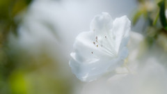 白い花＿１９