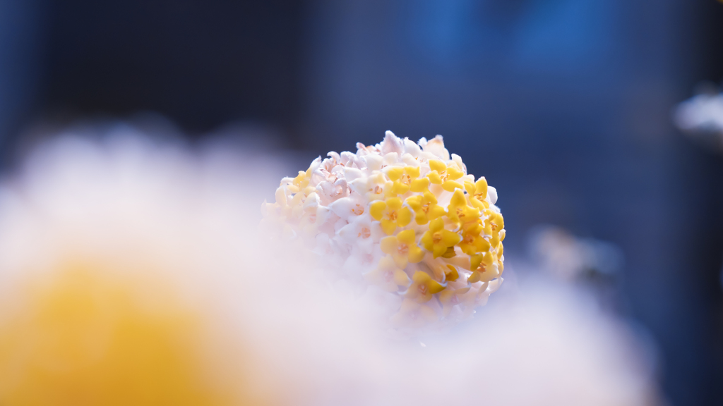 タイリンミツマタ・５