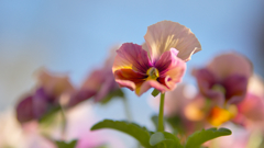 パンジー ・１９＿８