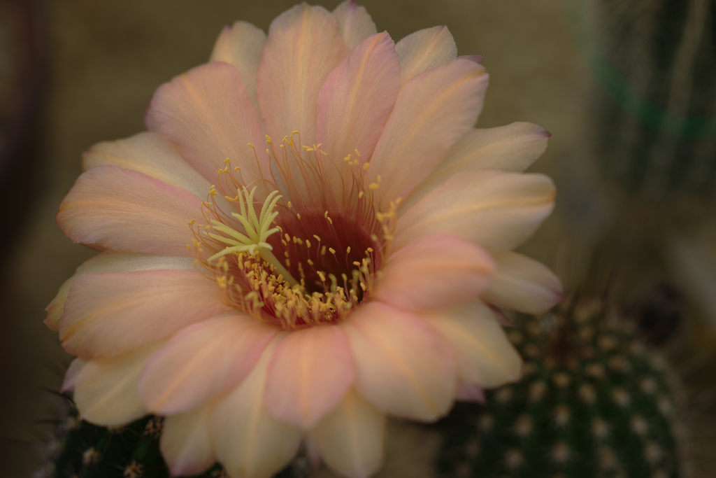 サボテンの花・１３